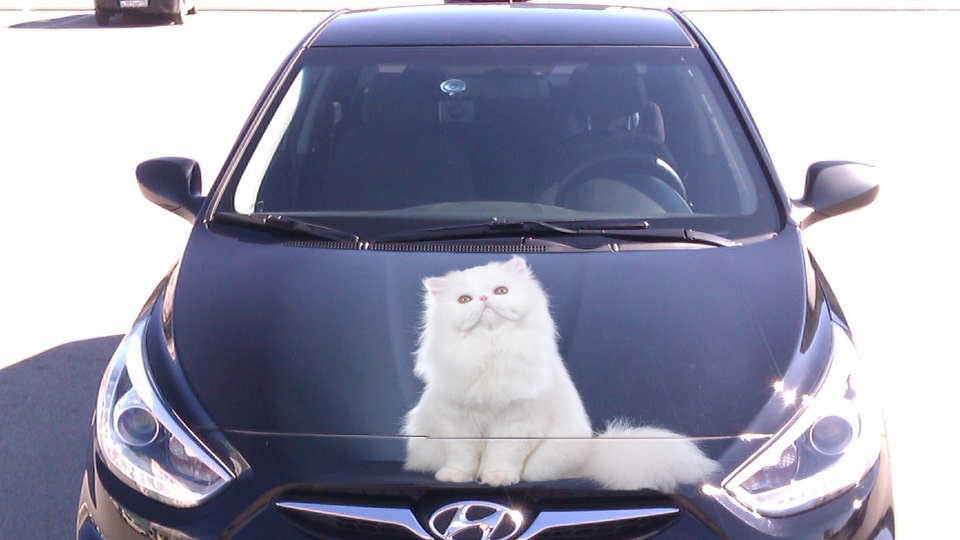 Винилография на авто Белая пушистая кошка