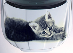 Винилография Маленький котенок для светлых машин