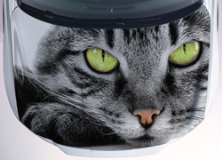 Винилография Кошачьи глаза для светлых машин