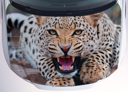 Винилография Леопард для светлых машин