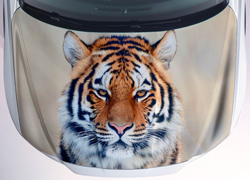 Винилография Мощный тигр