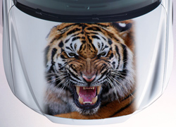 Винилография Тигр с клыками для светлых машин
