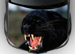 Винилография на авто черная пантера