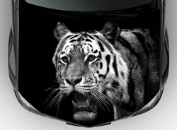 Винилография на авто черно-белый тигр