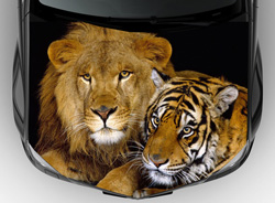 Винилография на авто лев и тигр